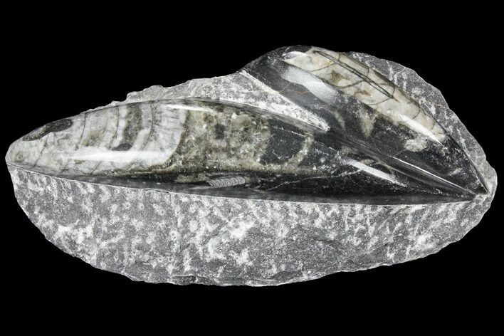 Polished Orthoceras (Cephalopod) Fossils - Morocco #96642